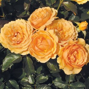 Роза Амбер Куин (горшок 4л)