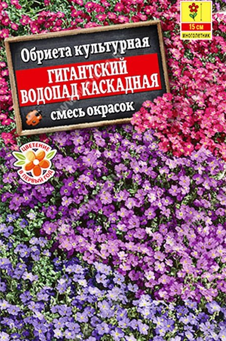 Обриета каскадная Гигантский водопад, смесь окрасок
