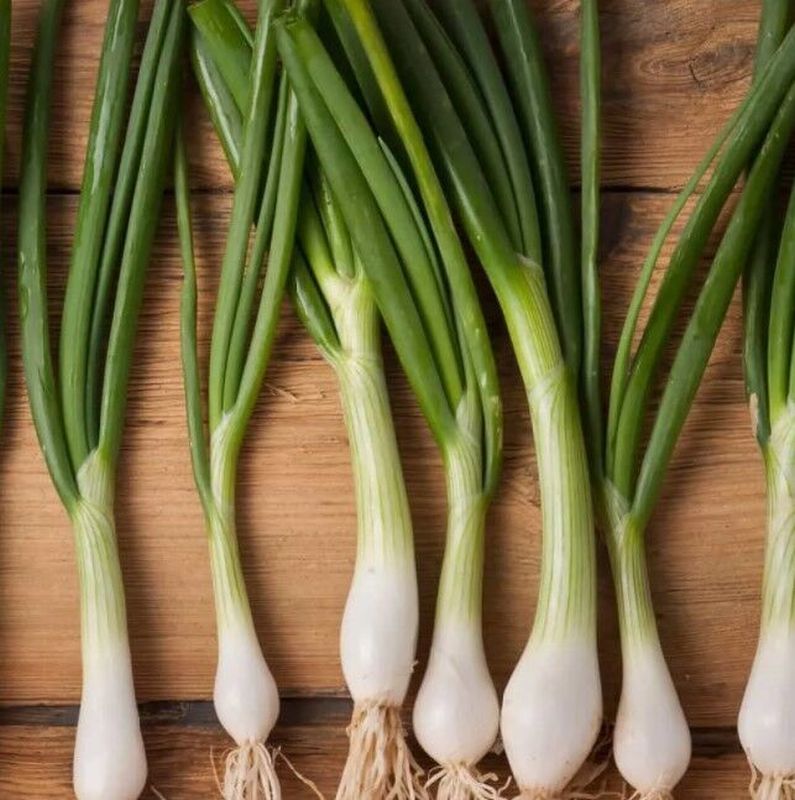 Лук на перо какой сорт. Лук батун нежность Гавриш. Лук на зелень - Spring onion. Молодой зеленый лук.