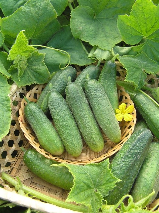 

огурец f1 моринга семена, огурец f1 моринга семена купить