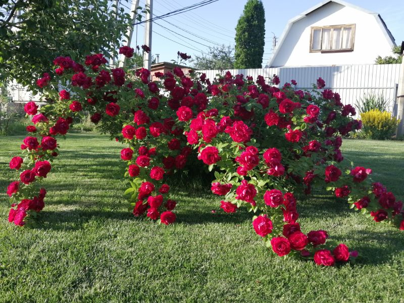 Роза Флементанз