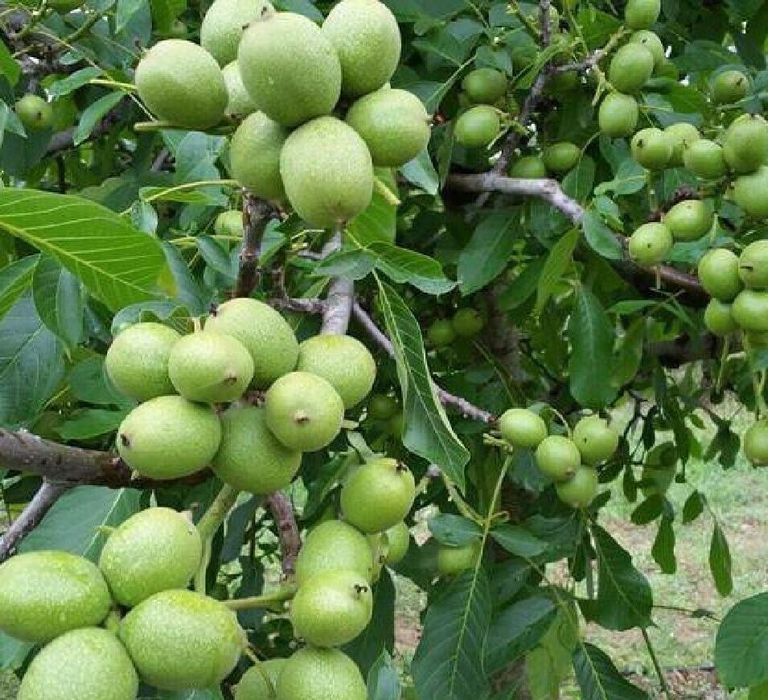 

Саженцы Орех грецкий Великан