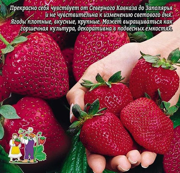 Купить Семена Клубники В Екатеринбурге