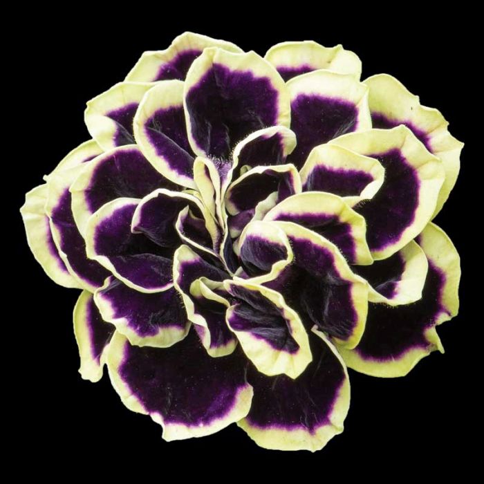 петуния махровая мистикал миднайт голд. петуния миднайт голд. петуния мистикал миднайт голд. петуния мистикал миднайт. петуния мистикал миднайт голд.