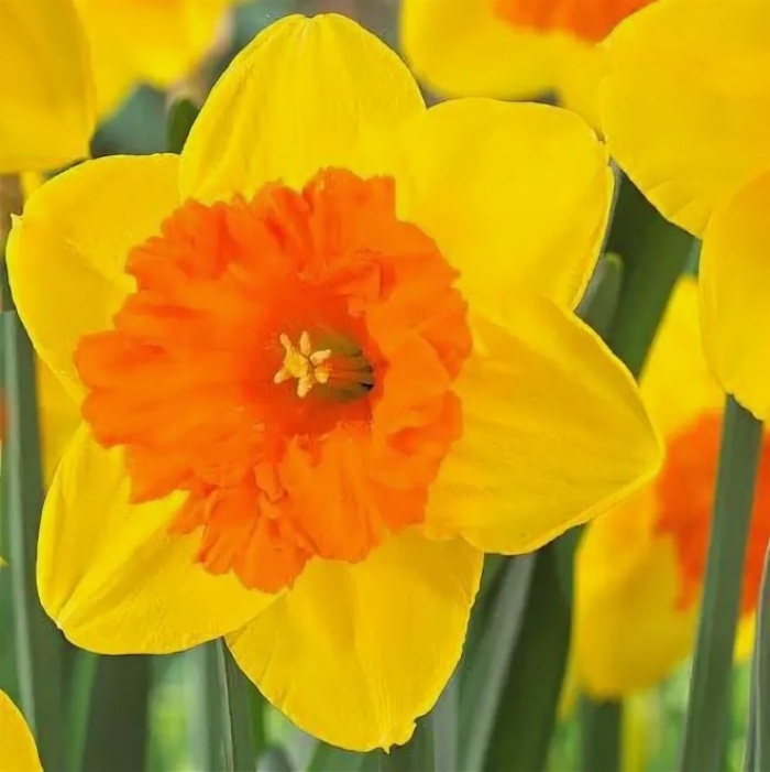 

Нарцисс Санлавэ