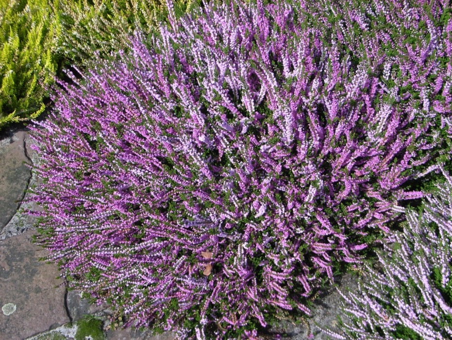Heather Heather gardens, Garden shrubs, Summer flowers garden