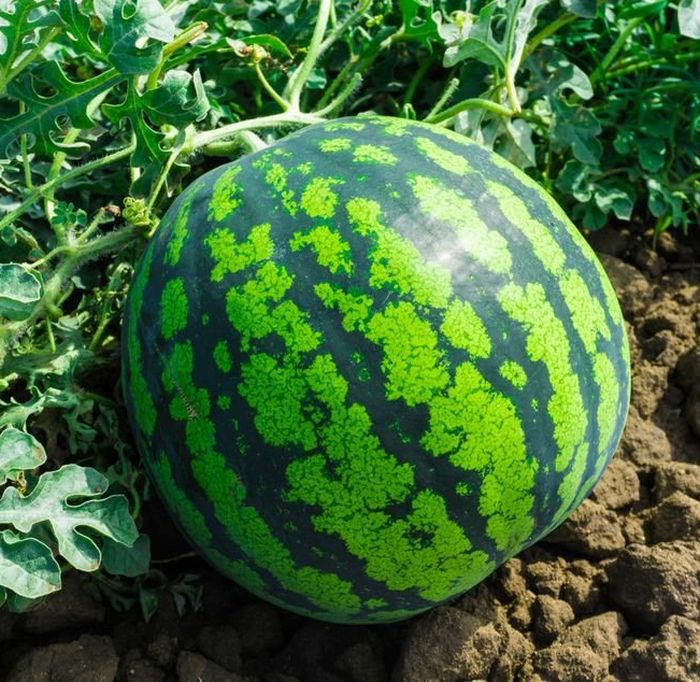 Арбуз сорт астраханский. Арбуз алмаз. Арбуз продюсер f1. Арбуз ау продюсер пвп. Арбуз кримсон свит.