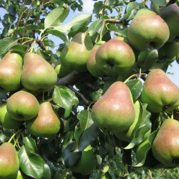ГрушаРусскаяКрасавица