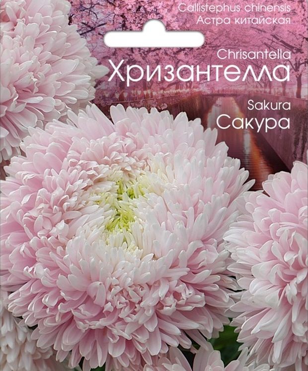 Хризантелла Китайская Купить Семена