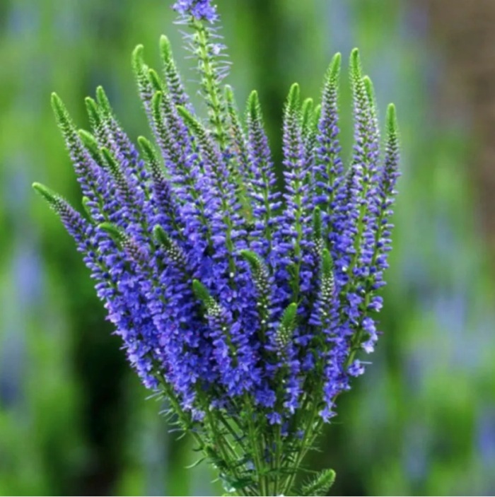 

Вероника гибридная Блю Эксплоужен