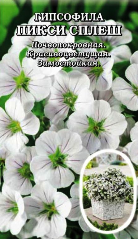 Гипсофила Пикси Сплеш