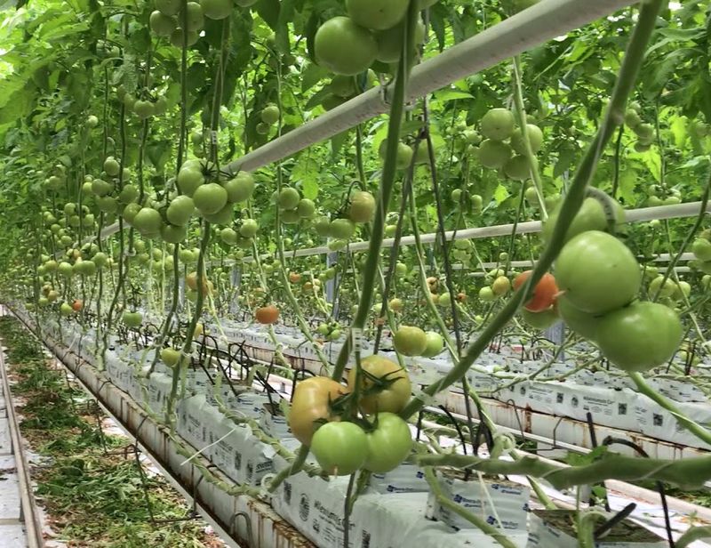 Tomato Vladimir: charakteristika a popis odrůdy, pěstitelské vlastnosti