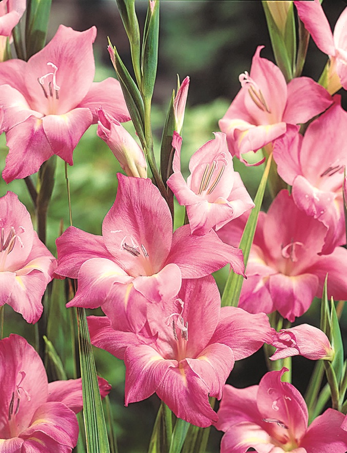 

Гладиолус Шарм