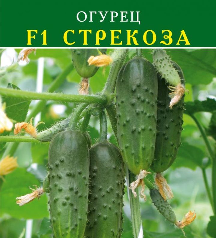 Огурец F1 Стрекоза