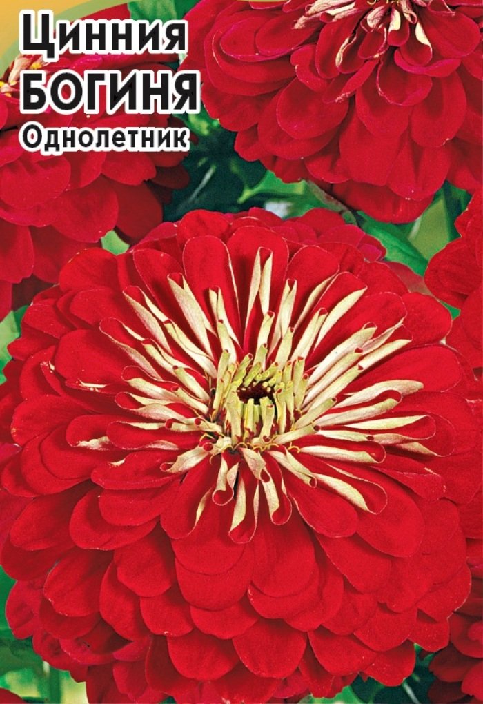 

цинния богиня семена, цинния богиня семена купить