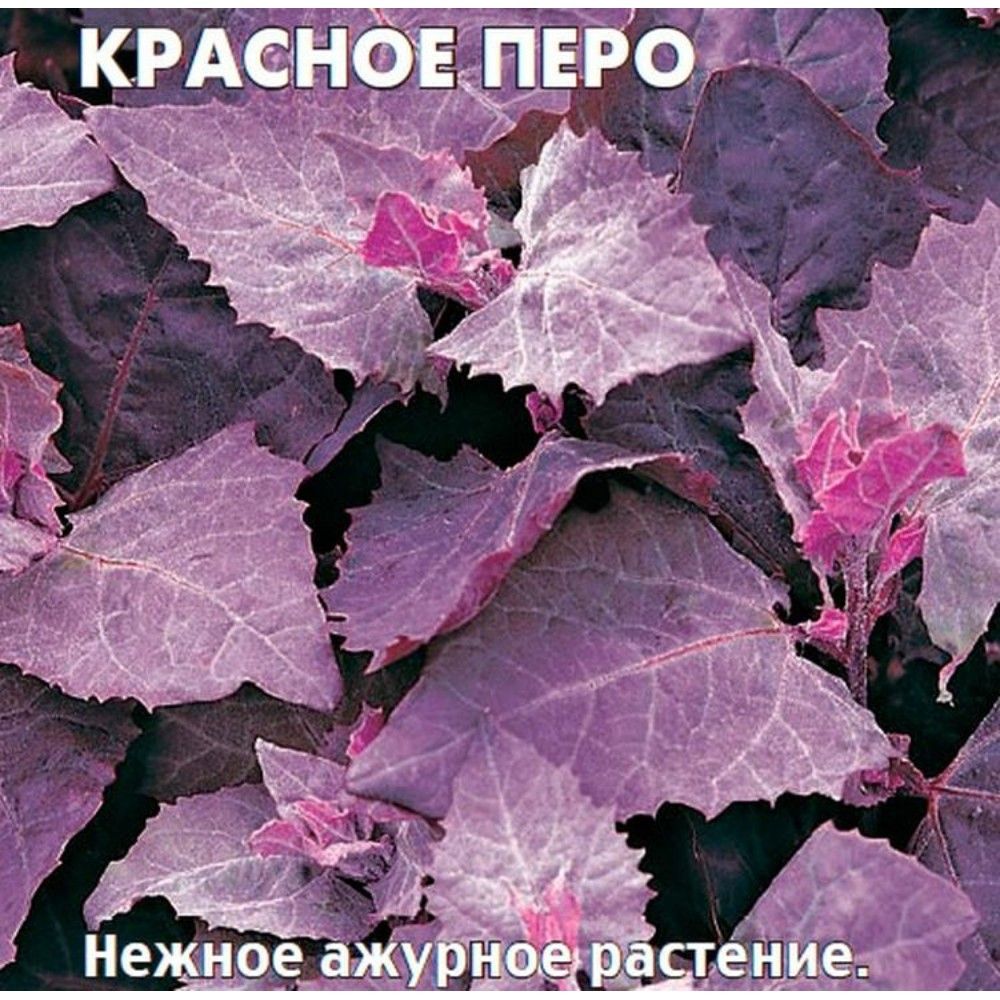 Семена Лебеды Купить