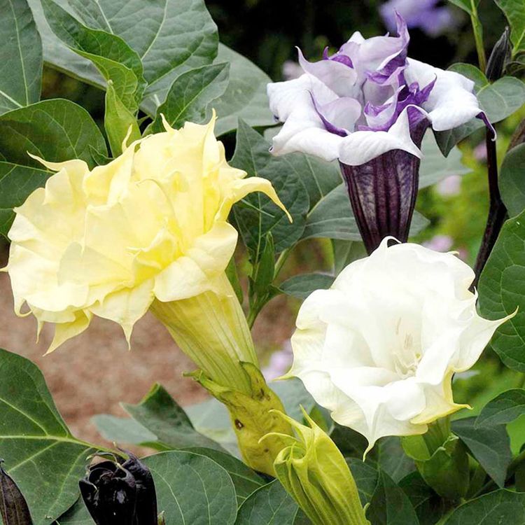 Узнайте, что такое дурман индийский и как выглядит его цветок