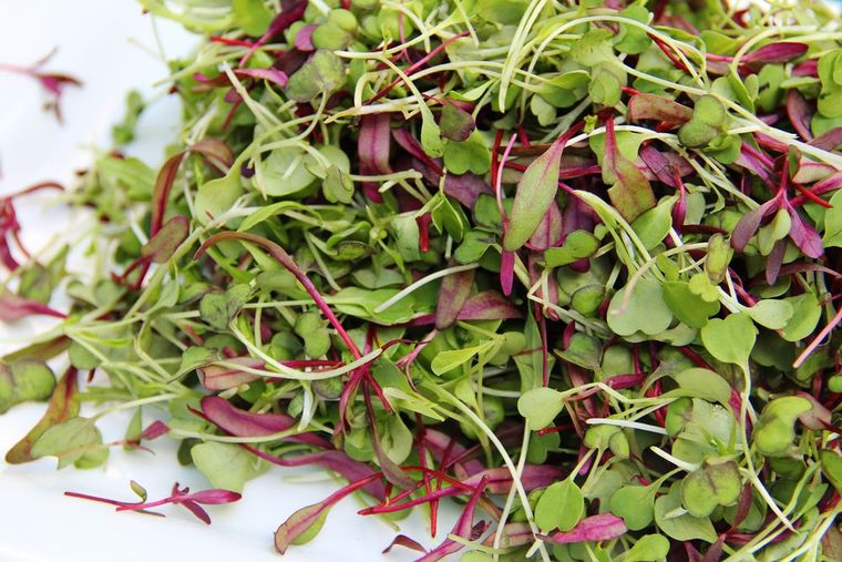 Микрозелень Базилик Ароматный салат, смесь - купить с доставкой