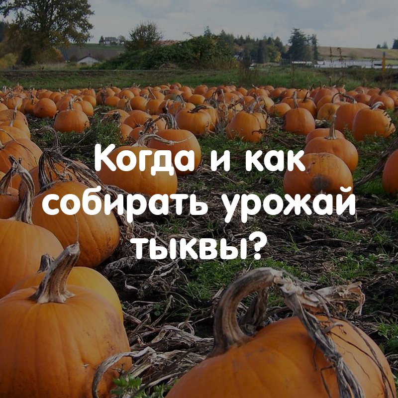 Когда и как собирать урожай тыквы