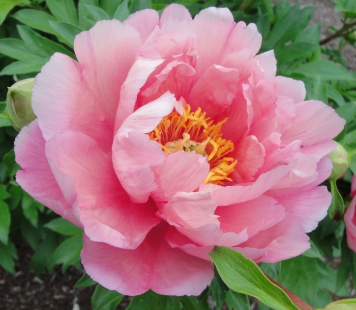 

Пион ИТО Пинк Дабл Денди