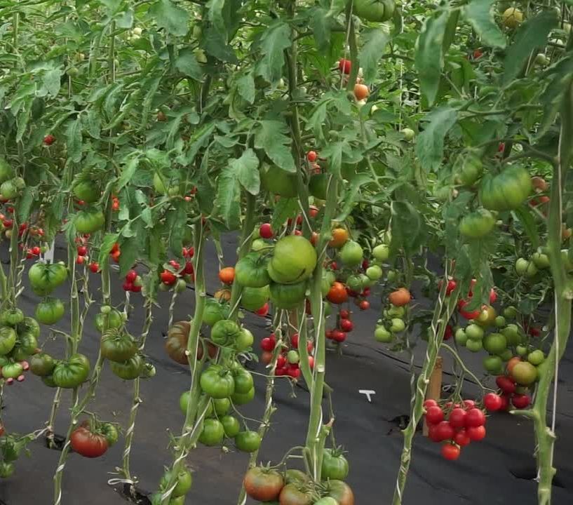 

томат кофе с молоком семена, томат кофе с молоком семена купить
