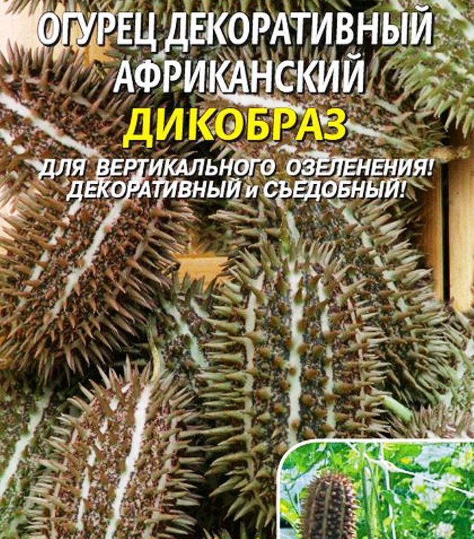 Огурец декоративный африканский Дикобраз