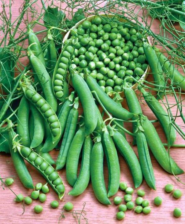 Пелюшка горох полевой. Горох куст. Горох динга овощной 5гр/10/100. Семена горох "амброзия сахарный", 10 г. Семена гороха великан.