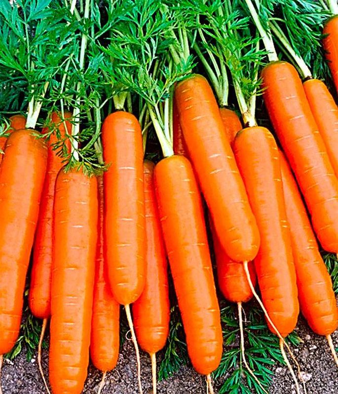 Лучшие сорта моркови для средней полосы. Морковь Нантская премиум, 2г. Морковь Нэля f1. Морковь Морелия f1. Морковь Канберра f1.