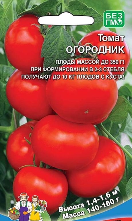 

томат огородник семена, томат огородник семена купить