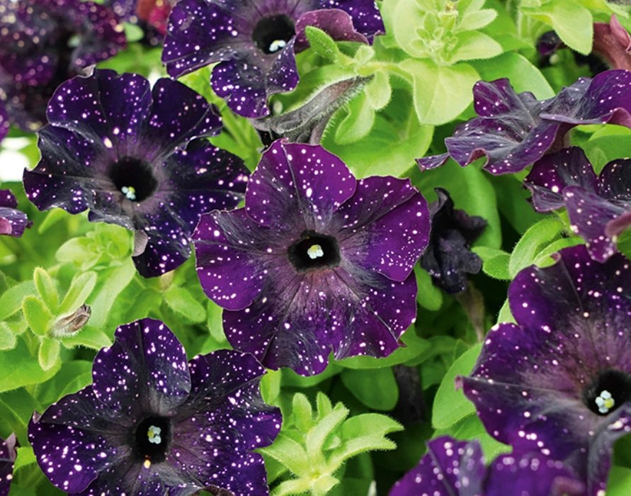 

Петуния Таинственное небо