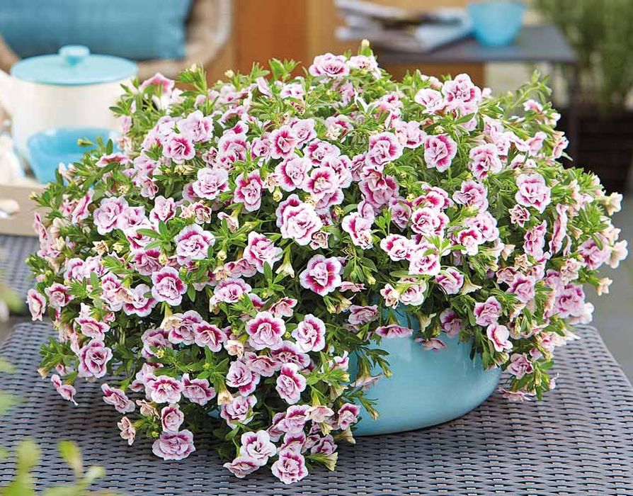 

Калибрахоа Мини Фэймос Дабл Пинк Тэстик