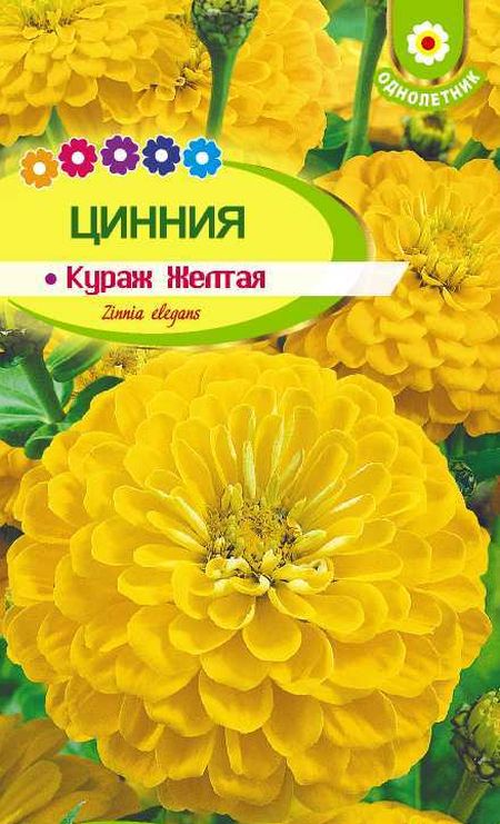 Цинния кураж Желтая