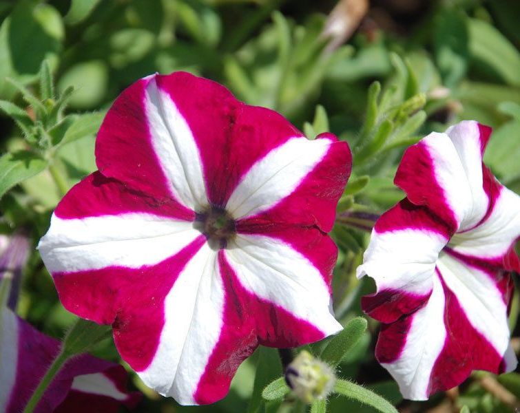 

петуния многоцветковая мираж бургунди стар f1 семена, петуния многоцветковая мираж бургунди стар f1 семена купить