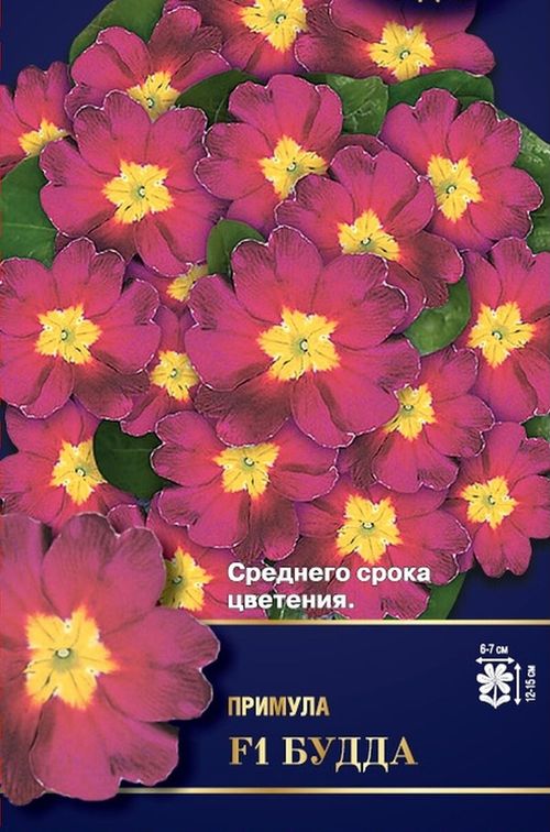 Примула Будда F1