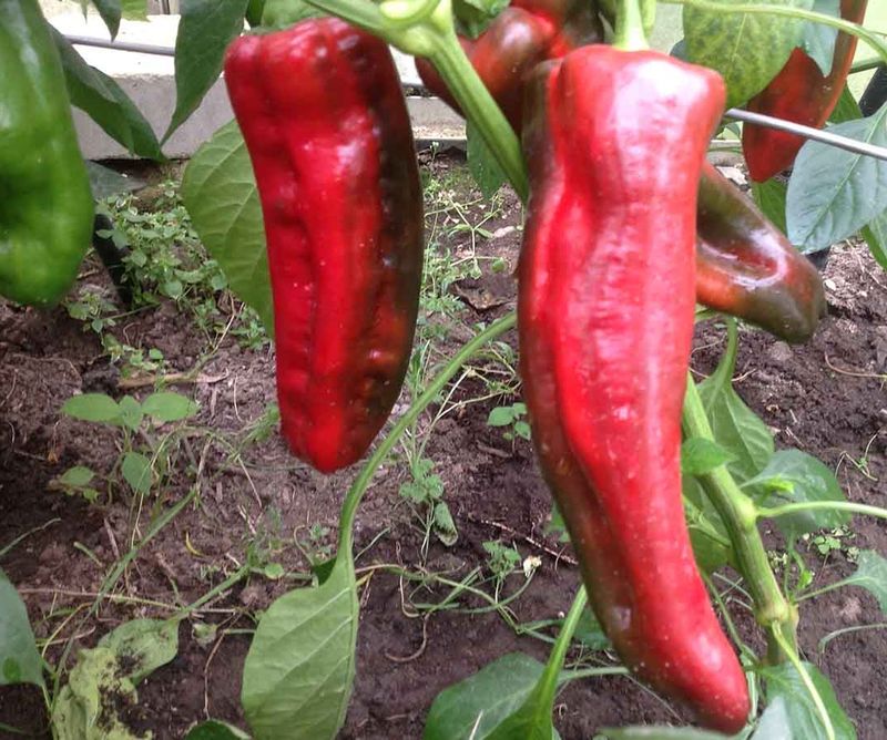 Перец атлант f1 семена. Высокорослые сорта перца сладкого. Перец сладкий фунтик-"манул". Перец сибирский валенок f1. Перец сладкий какаду f1.