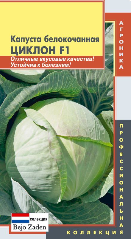 

капуста б/к f1 циклон семена, капуста б/к f1 циклон семена купить
