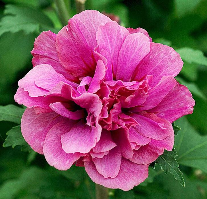 

гибискус сирийский дюк де брабант (горшок 2л) саженцы, гибискус сирийский дюк де брабант (горшок 2л) купить саженцы