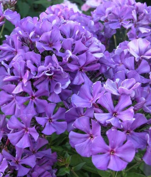 Флокс метельчатый Полина