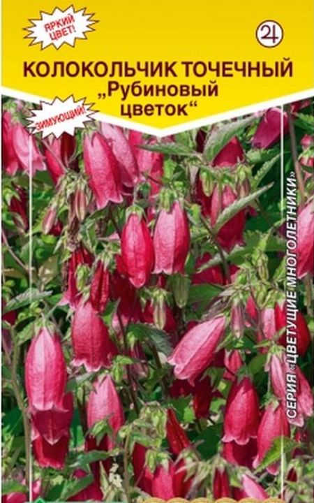 Колокольчик точечный Рубиновый цветок