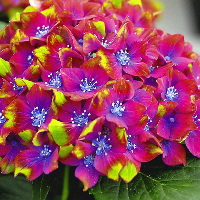 

гортензия крупнолистная праздник саженцы, гортензия крупнолистная праздник купить саженцы