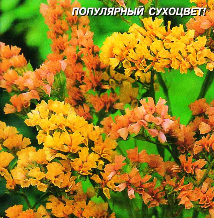Статице Абрикос