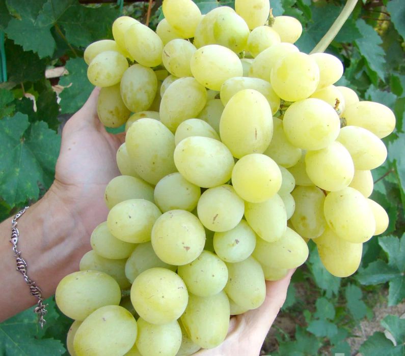 

Саженцы Виноград Ландыш