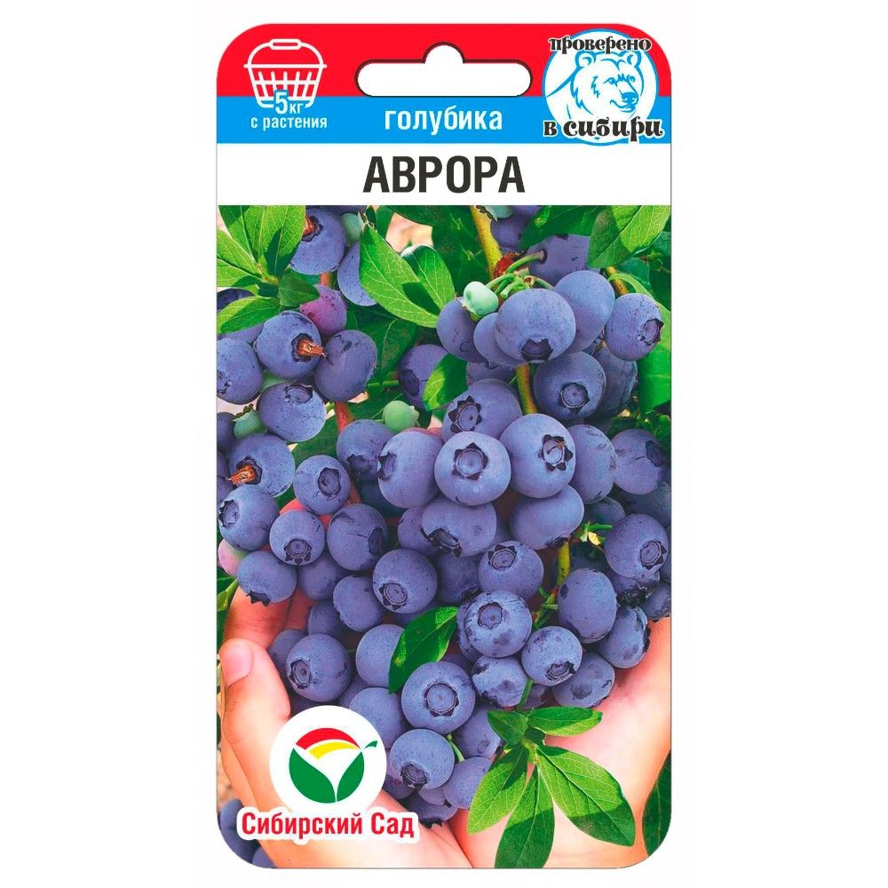 

голубика аврора семена, голубика аврора семена купить