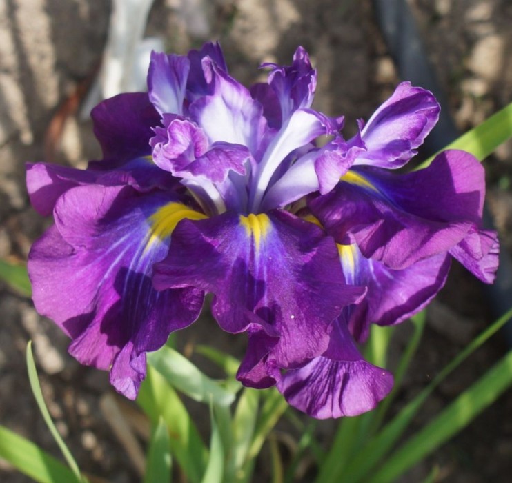 

Ирис японский Фростед Интриг (В наличии)