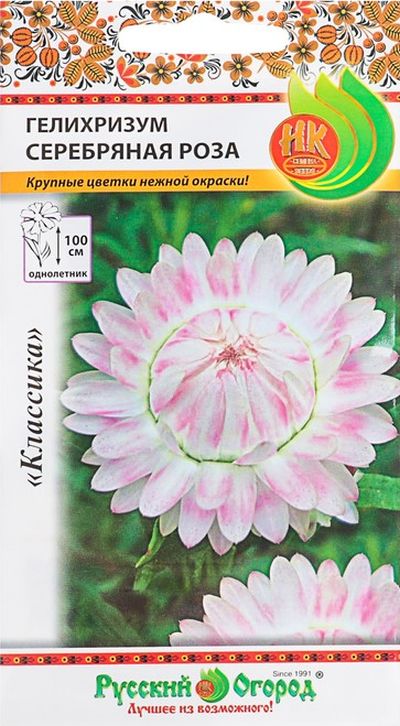 Гелихризум Серебряная роза