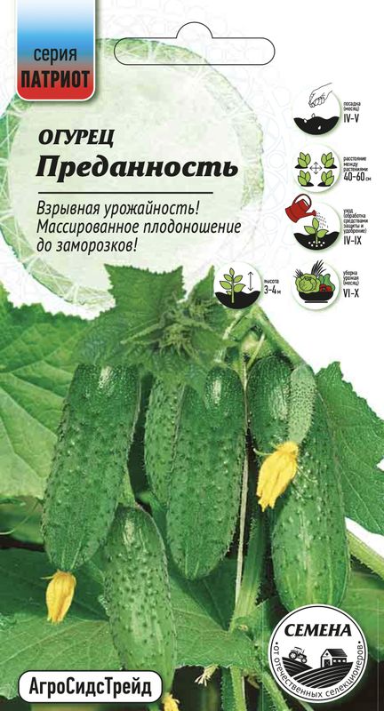 

огурец преданность семена, огурец преданность семена купить
