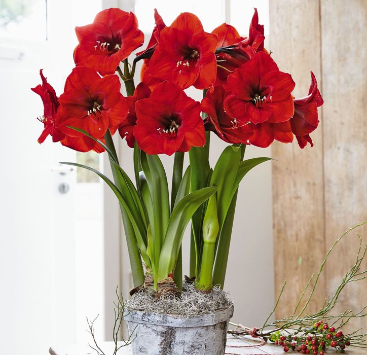 Купить Амариллис Арабиан Найт в Москве и РФ. Описание сорта. Пункты ...