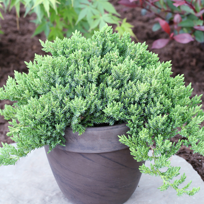Juniperus procumbens 'Nana' Tropical backyard landscaping, Evergreen landscape,