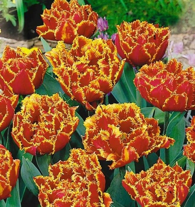 Тюльпан Фринжд Солтайс