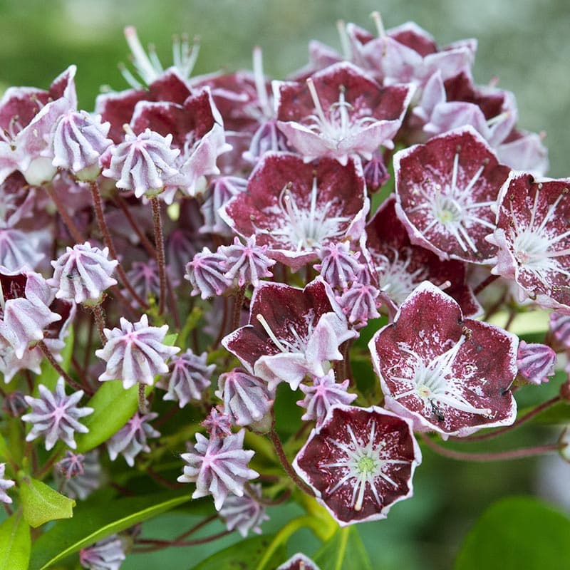 Кальмия широколистная Kalmia latifolia